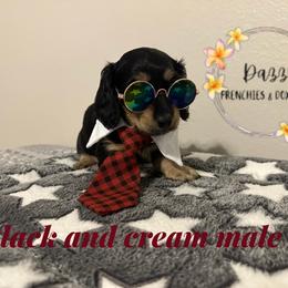 Tobby - Black and cream male Dachshund puppy in Kissimmee, Florida from Dazzling Frenchies and Doxies