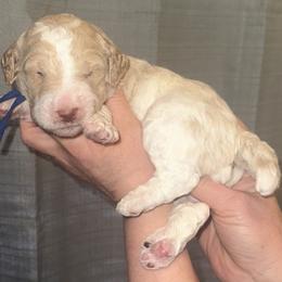 Forrest - Parti male Poodle puppy in Prosperity, Pennsylvania from Stelladoodles & Company
