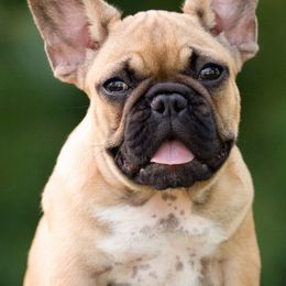French Bulldogs from Ford Frenchies