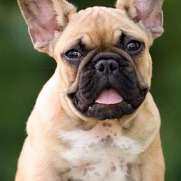 French Bulldogs from Ford Frenchies