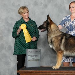 German Shepherds from Guardian Farm Sheperds