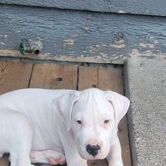 Dogo Argentino Puppies from K&B Southern Oregon Argentino Dogos