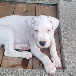 Dogo Argentino Puppies from K&B Southern Oregon Argentino Dogos