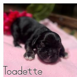Toadette - Black and tan female Cocker Spaniel puppy in Clinton, Oklahoma from Enchanted Spaniels
