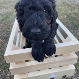 Labradoodle Puppies from Ross Farm Doodles
