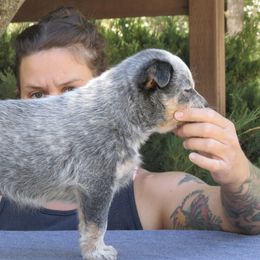 Australian Cattle Dogs and Australian Shepherds from Lone Pine Kennel and Rush Creek Aussies
