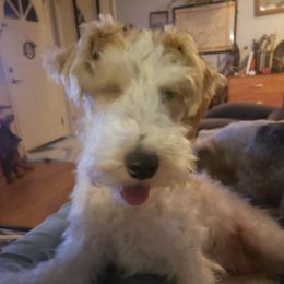 Sprouts - Wire Fox Terrier