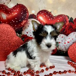 Boy 3   3300 - Black tan and white male Biewer Terrier puppy in Nicholls, Georgia from Southeast Biewers