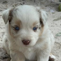 Templeton - Red merle male Miniature Australian Shepherd puppy in Daytona Beach, Florida from Underhill Aussies