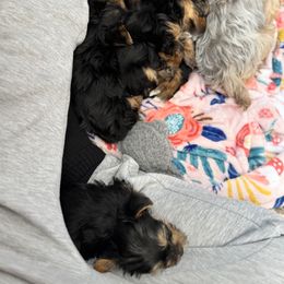 Yorkshire Terrier Puppies from Rosey’s Yorkies