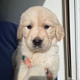 TEDDY - White - Golden female Golden Retriever puppy in Lucasville, Ohio from Halo Kennels