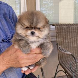 Teddy - Orange sable male Pomeranian puppy in Citrus Heights, California from Yev and Marina's Pomeranians (AKC)