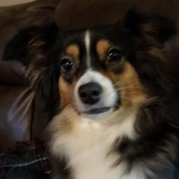 Penny - Miniature Australian Shepherd