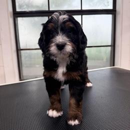 Reef - Tri-color male Bernedoodle puppy in El Campo, Texas from Little Fur Friends Bernedoodles