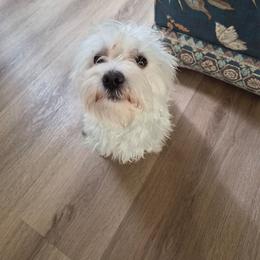 Milky - Maltipoo