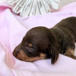 Doodle - Chocolate and tan female Dachshund puppy in Hendersonville, North Carolina from Snarky Doxy Miniature Dachshunds