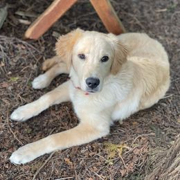 Olive - Golden Retriever