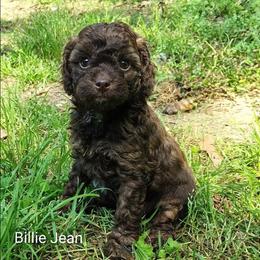 Billie Jean - Brown and tan female Cockapoo puppy in Sunset, Louisiana from Cano Cockapoos