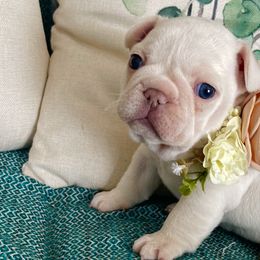 Snowflake - White French Bulldog puppy in Petaluma, California from Luma Frenchies