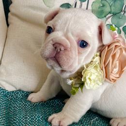 Snowflake - White French Bulldog puppy in Petaluma, California from Luma Frenchies
