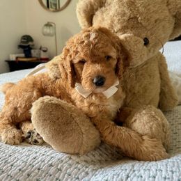 Woody - Red  male Goldendoodle puppy in Geneva, Florida from Teddy Gram Goldendoodles and Standard Poodles