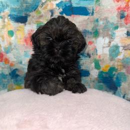 Twix (pink collar) - Black and tan female Shih Tzu puppy in Sherman, Texas from Shannon’s Sugar Sweet Shih Tzu’s