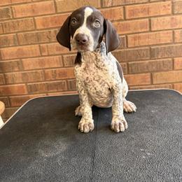 Ginny (hot pink) - White and liver female German Shorthaired Pointer puppy in Marshfield, Missouri from Suma Kennels