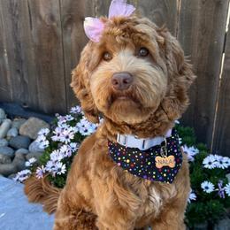 Nala - Australian Labradoodle