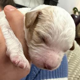 Poppi - White female Cavapoo puppy in Pasco, Washington from Beth's Cavapoos