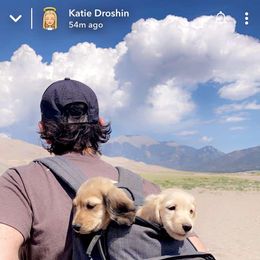 Dachshund Puppies from Western Slope English Cream Dachshund