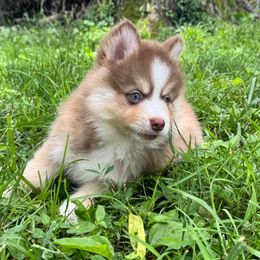 Torch - Red and white male Pomsky puppy in Boonville, Indiana from Elysian Pomskies