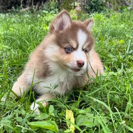 Torch - Red and white male Pomsky puppy in Boonville, Indiana from Elysian Pomskies