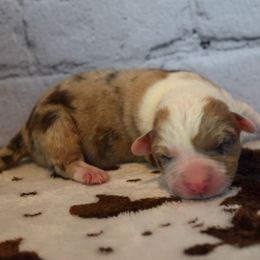 Pluto - Brindle merle and white male Cardigan Welsh Corgi puppy in Rigby, Idaho from Star N Cardigan Corgis