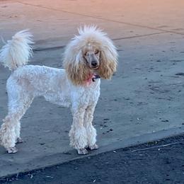 Melody - Poodle
