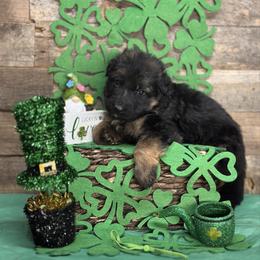 Green - Yasko - Black and red male German Shepherd puppy in Iola, Wisconsin from Aus Hütehunde German Shepherds
