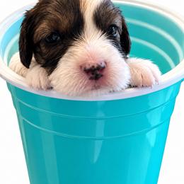 Travis - White male Cavapoo puppy in St. Louis, Missouri from Sweet Snuggles Cavapoos