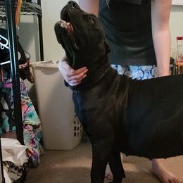 Saucey - Cane Corso