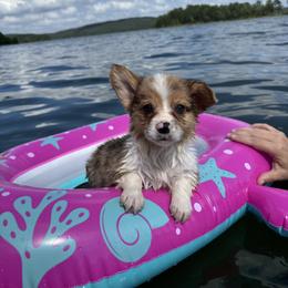 Avery - Sable merle and white female American Corgi puppy in Foreman Ar., Arkansas from Grassy Lake Corgis
