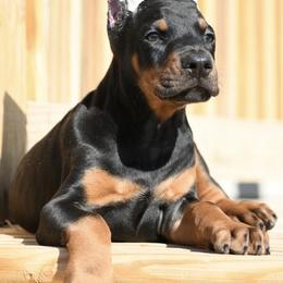 Atlas - Black and rust male Doberman Pinscher puppy in Overton, Texas from Obsidian Kennel