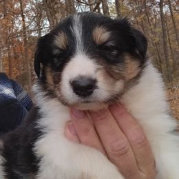 Grl2 Tri Tilly - Black white and tan female Collie puppy in Salem, Indiana from Living Blessed Collies