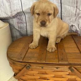Angel - Yellow male Labrador Retriever puppy in New London, Ohio from C&R Prestige Labrador Retrievers