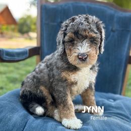 Jynn - Blue merle female Bernedoodle puppy in Thatcher, New Mexico from Brush Fire Doodles