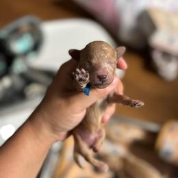 Cosmo - Red  male Poodle puppy in Picayune, Mississippi from JEN's Poodles