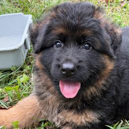 Indigo (Lavender ribbon) - Black and red female German Shepherd puppy in Purcellville, Virginia from Starry Night German Shepherd Dogs