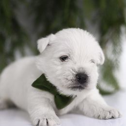 Cedar - White male West Highland White Terrier puppy in Mount Joy, Pennsylvania from K&M Kennel
