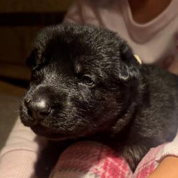 Yellow Girl - Black and red female German Shepherd puppy in Rolesville, North Carolina from Ransomshire Shepherds