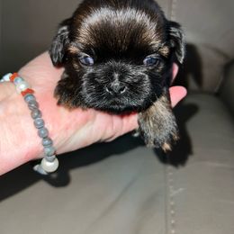 Girl 6 - Red Shih Tzu puppy in Pottstown, Pennsylvania from DHDoggs Shih Tzu