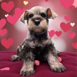Chloe Purple - Salt and pepper female Miniature Schnauzer puppy in Houston, Texas from Haughton Farm