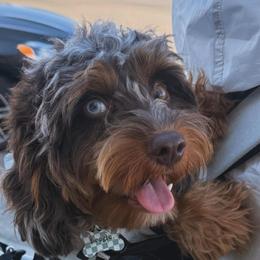 Boogy - Cavapoo