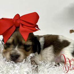 Dachshund Puppies from Legacy Lane Dachshunds